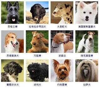 狗狗品种大全（72种名犬小型犬）