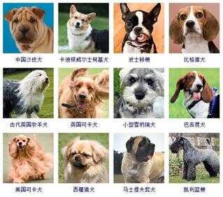 狗狗品种大全（72种名犬小型犬）