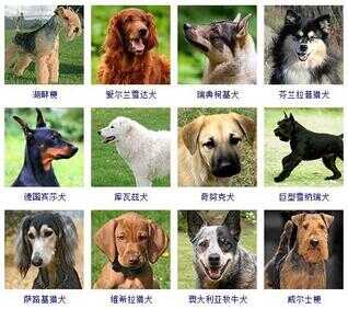 狗狗品种大全（72种名犬小型犬）