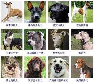 狗狗品种大全（72种名犬小型犬）