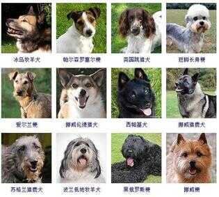 狗狗品种大全（72种名犬小型犬）