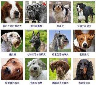 狗狗品种大全（72种名犬小型犬）