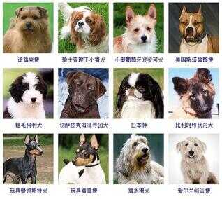 狗狗品种大全（72种名犬小型犬）