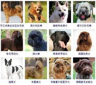 狗狗品种大全（72种名犬小型犬）