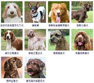 狗狗品种大全（72种名犬小型犬）