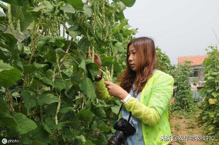 四季豆种植（四季豆种植方法和时间）