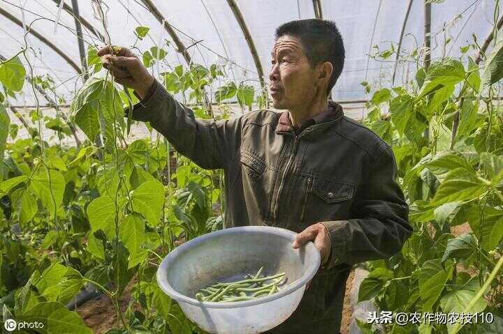 四季豆种植（四季豆种植方法和时间）