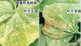 四季豆种植（四季豆种植方法和时间）