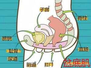 凯格尔运动（男生凯格尔运动）