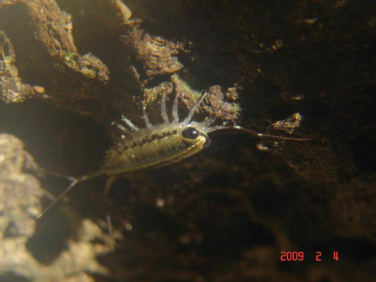 海蟑螂（海潮虫）