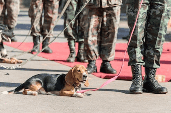 军犬（台湾网剧军犬分集剧情介绍）