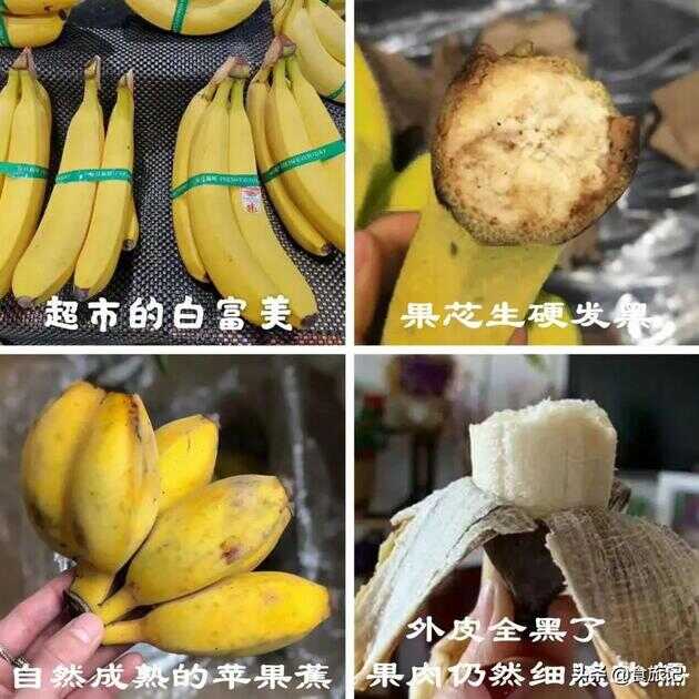 苹果蕉（苹果蕉为什么那么贵）