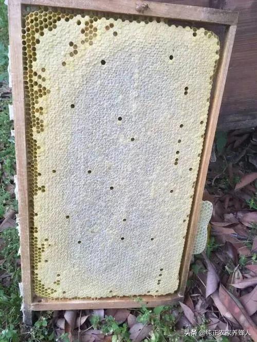 为什么蜂蜜不会变质（蜂蜜加热就不会变质吗）