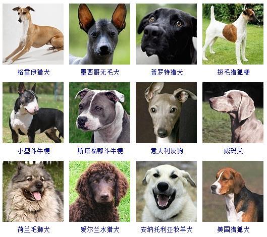 狗狗品种大全及图片（十大最听话的狗排名）