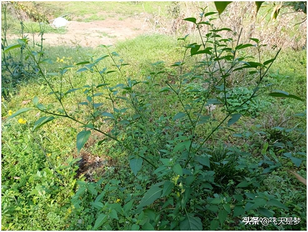 白花菜（白花菜是不是龙葵菜）