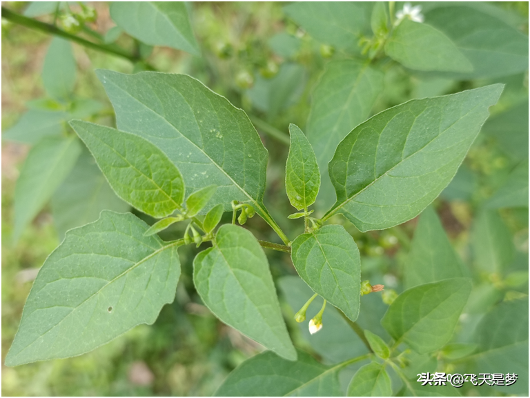 白花菜（白花菜是不是龙葵菜）