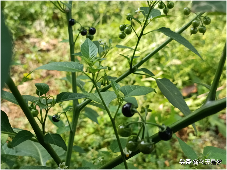 白花菜（白花菜是不是龙葵菜）