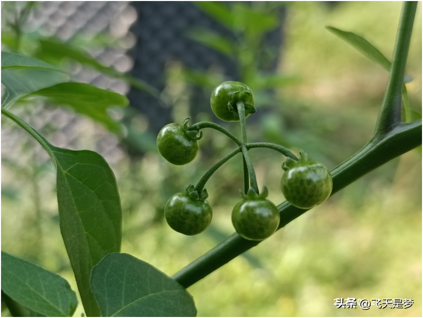 白花菜（白花菜是不是龙葵菜）