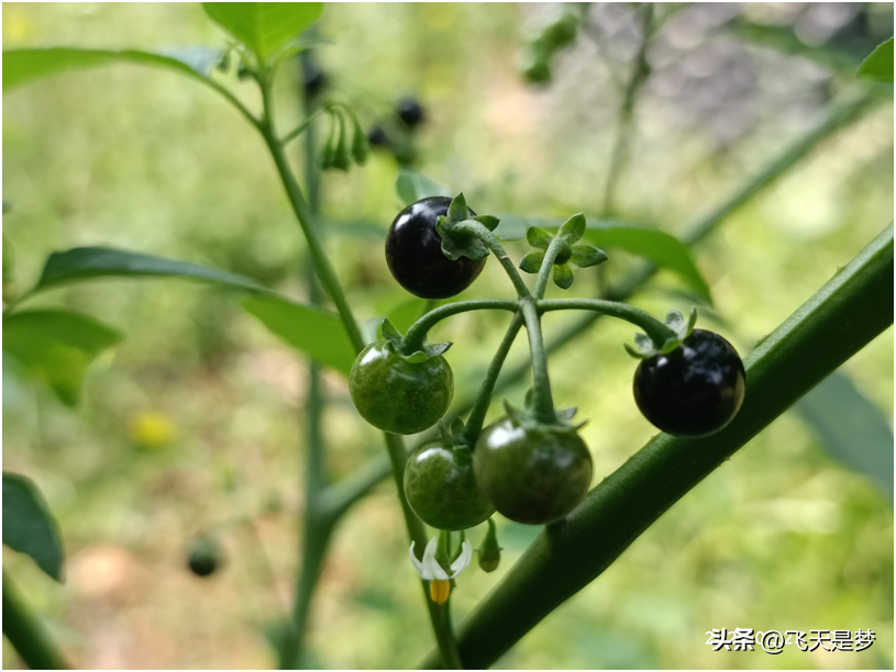 白花菜（白花菜是不是龙葵菜）