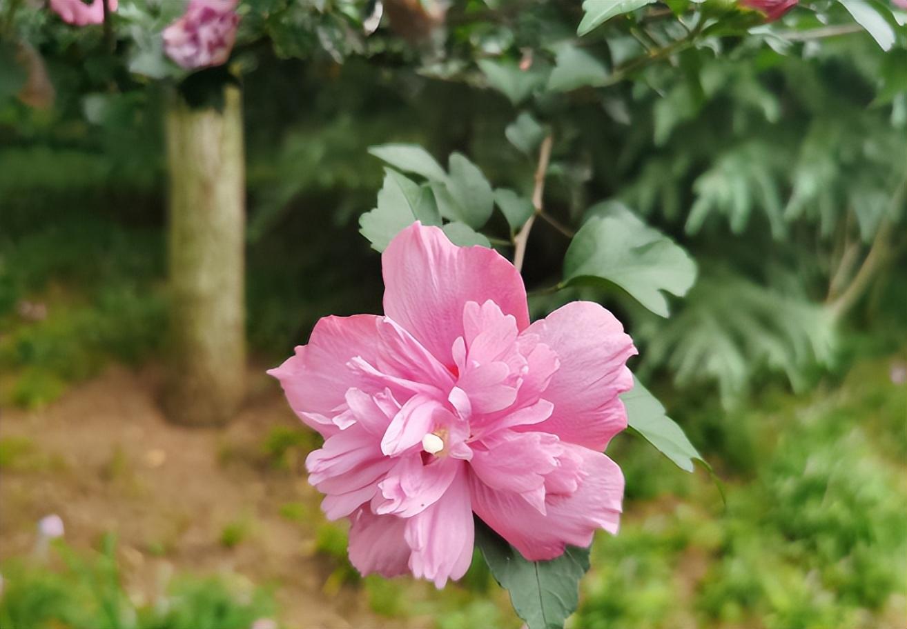 木芙蓉和木槿的区别，主要在于这2点，学会轻松辨别