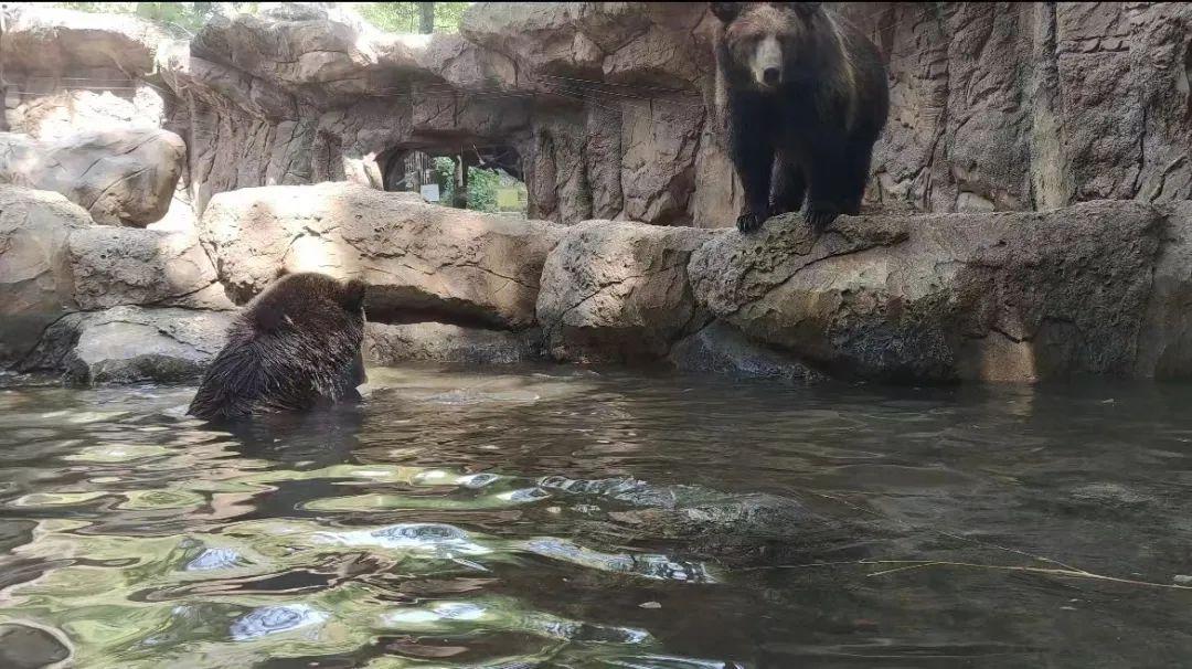 德州动植物园的棕熊，你到底几岁了？