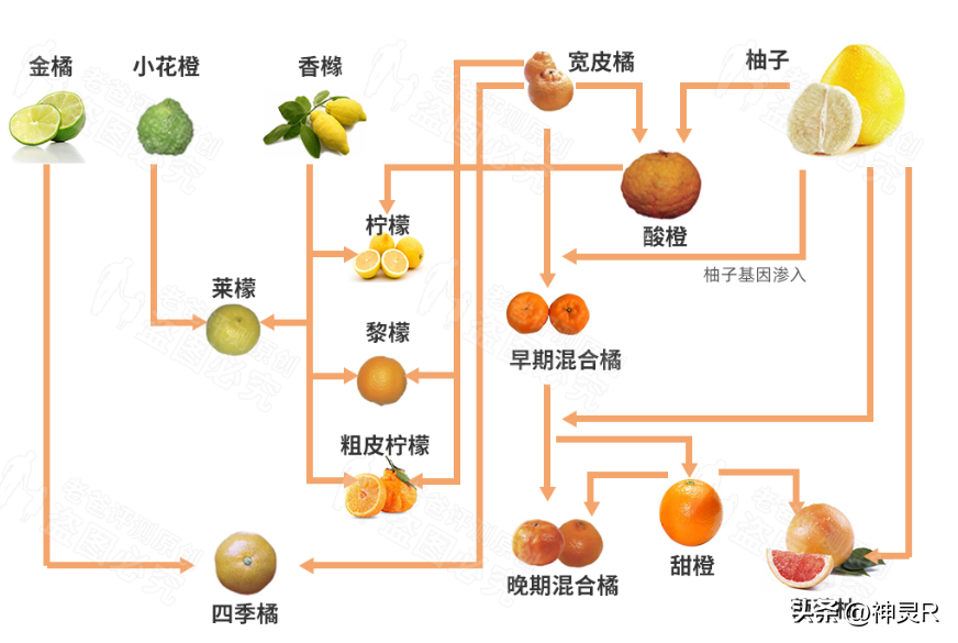 橘（橘子是寒性水果吗?）