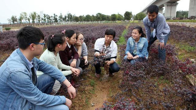 大学生村官怎么报考？有哪些报考条件？报考之后有什么优势？