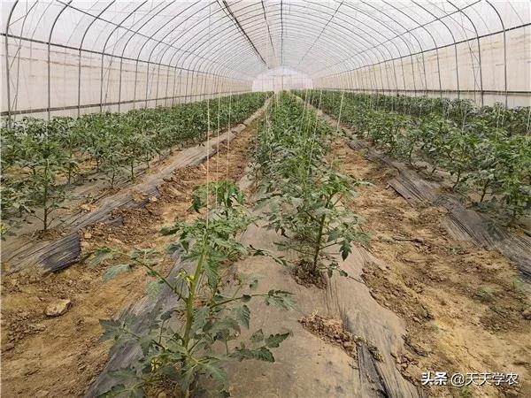 西红柿的种植方法和管理技术（西红柿种植技术大全）
