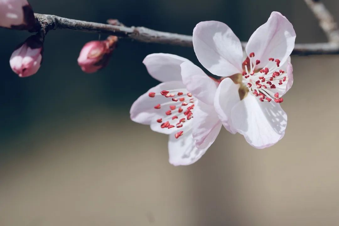 诗词丨三月桃花开，春天按时来