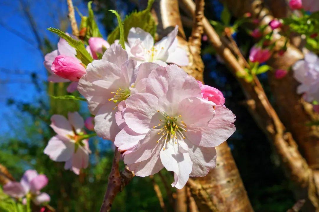 诗词丨三月桃花开，春天按时来