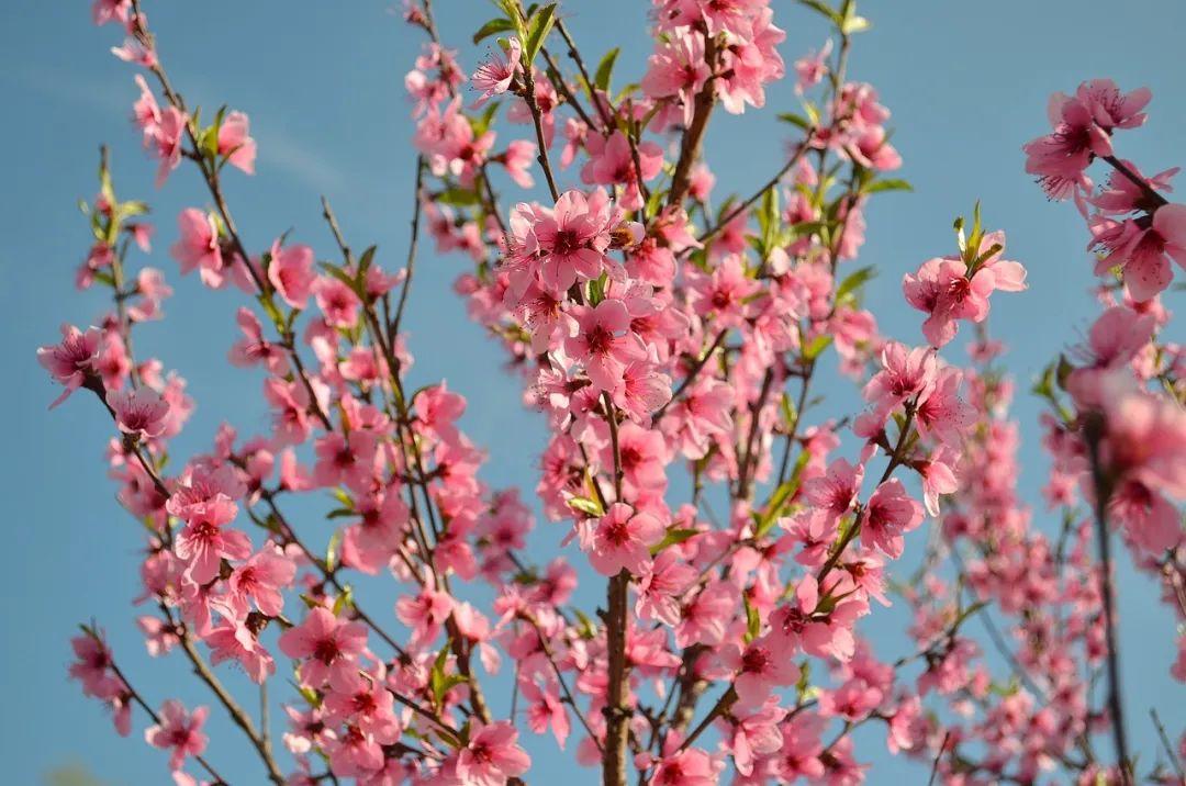 诗词丨三月桃花开，春天按时来