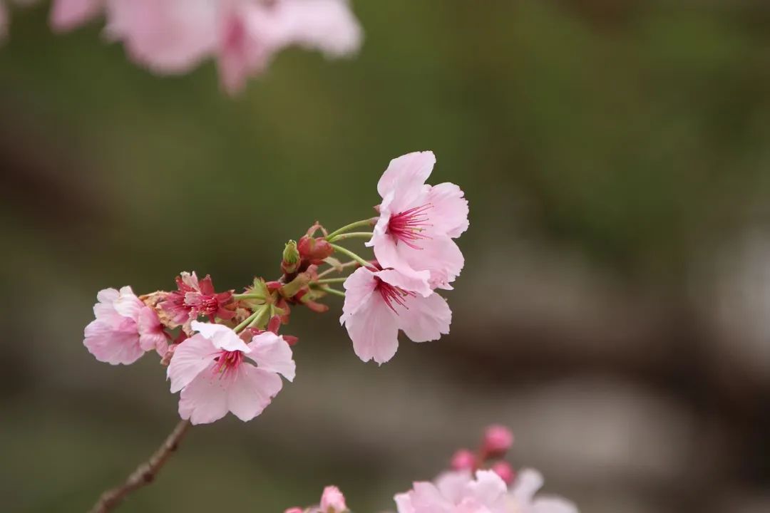 诗词丨三月桃花开，春天按时来