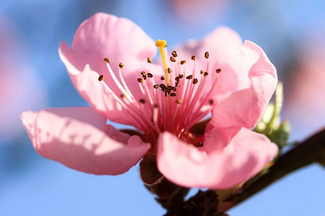 诗词丨三月桃花开，春天按时来