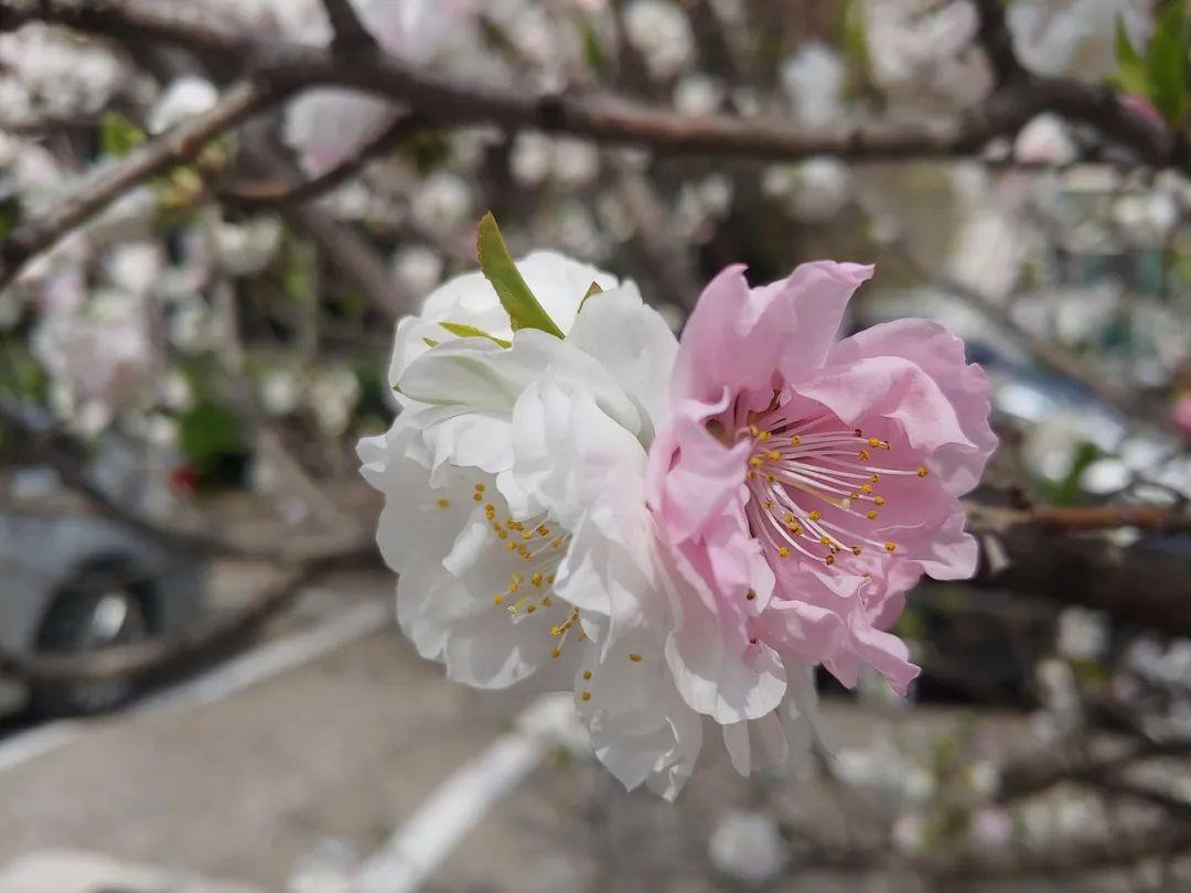 诗词丨三月桃花开，春天按时来