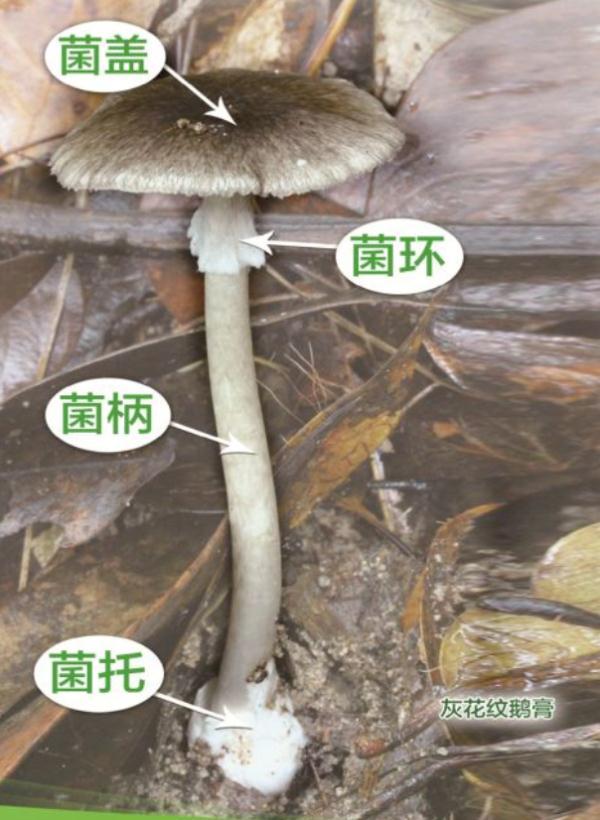 凌晨看到家中全是虫子？还打电话报警！结果是当天吃了菌……