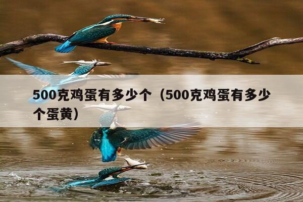 500克鸡蛋有多少个（500克鸡蛋有多少个蛋黄）