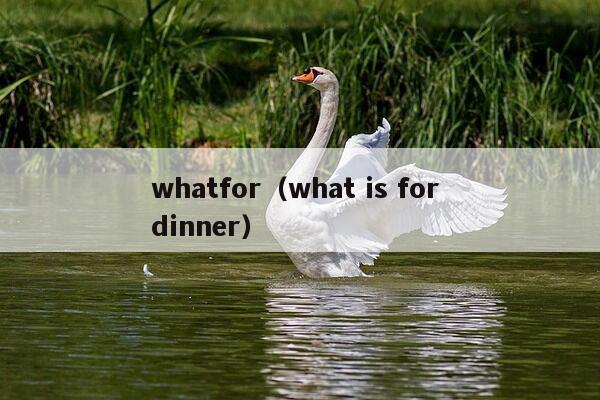 whatfor（what is for dinner）
