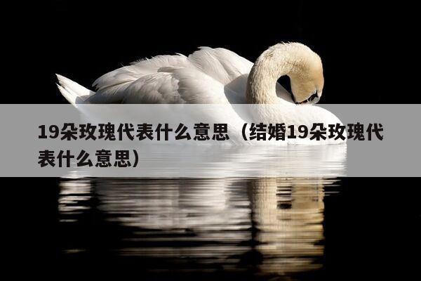 19朵玫瑰代表什么意思（结婚19朵玫瑰代表什么意思）