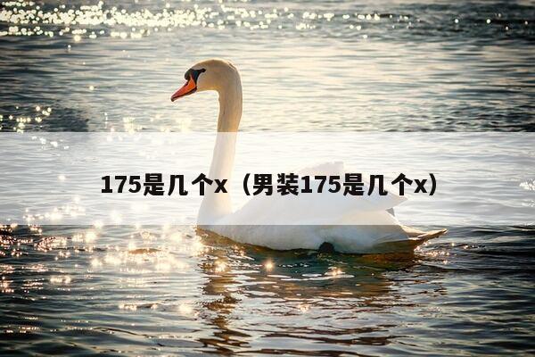 175是几个x（男装175是几个x）